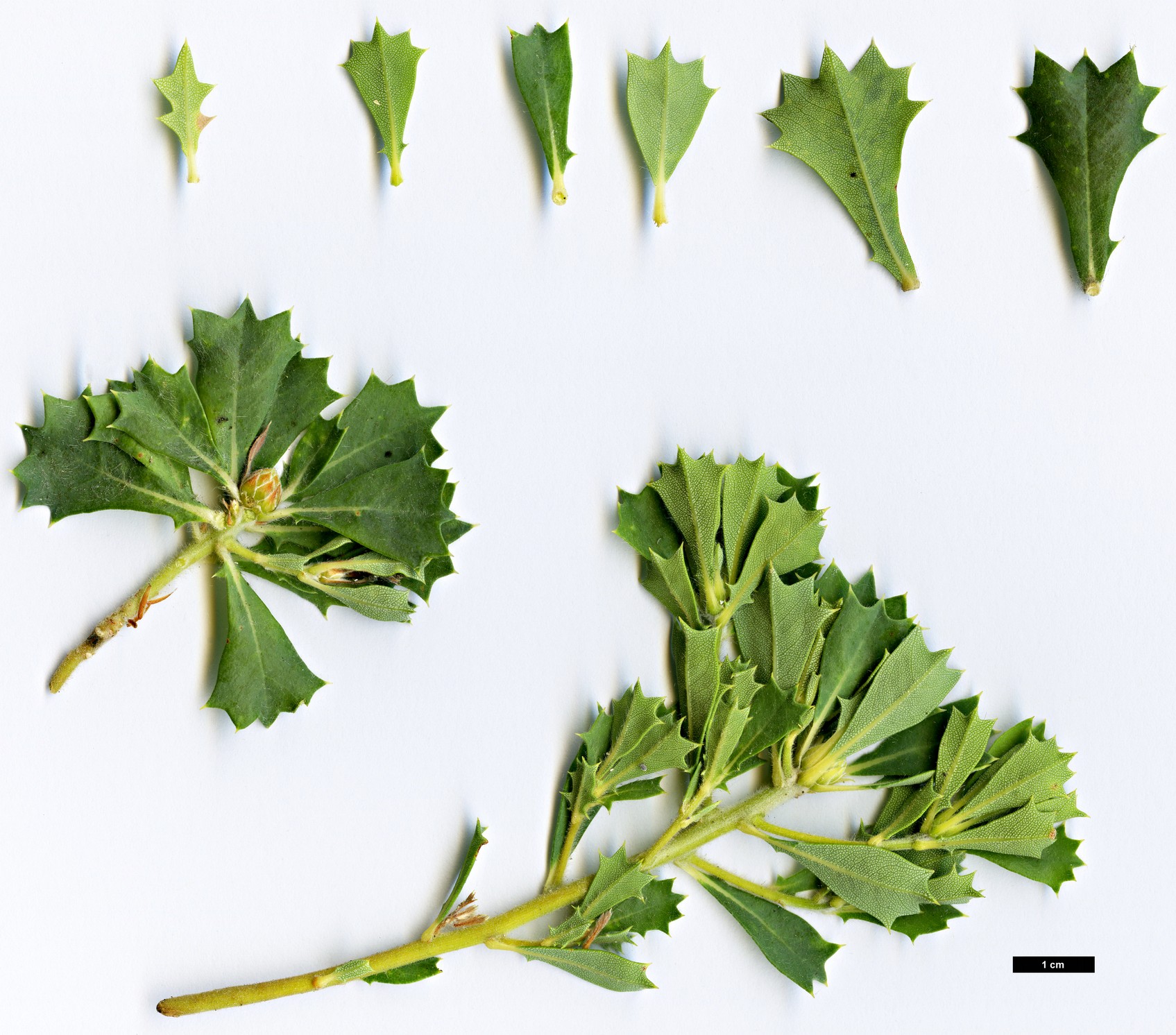 High resolution image: Family: Proteaceae - Genus: Dryandra - Taxon: sessilis - SpeciesSub: var. cygnorum